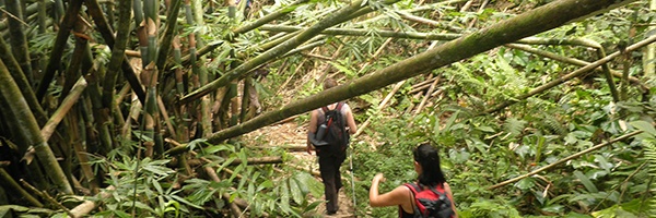 Borneo_Rainforest