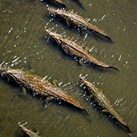 Crocodiles_Costa_Rica