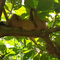 Sloth_in_jungle_Costa_Rica
