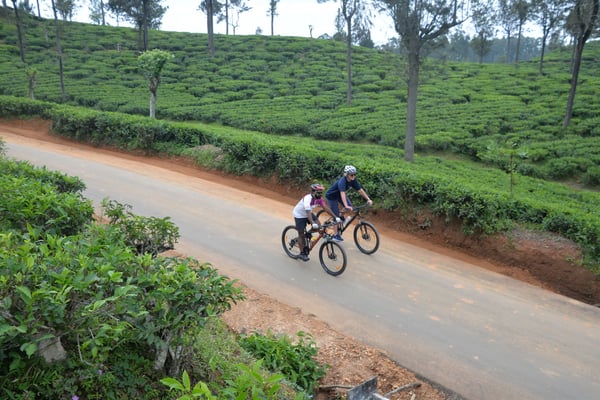 Cycling in the tea plantations