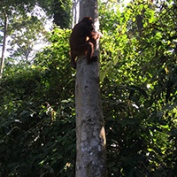 BorneoOrangutans-2.jpg