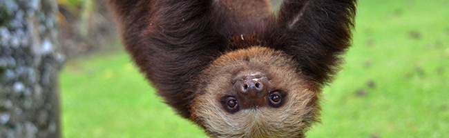 Sloth_hanging_from_tree_Costa_Rica