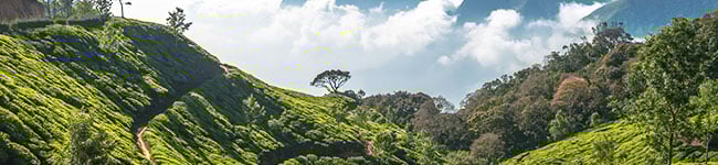 The_tea_plantations_of_Kerala_India.jpg