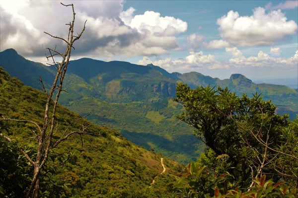 Trails through lush Knuckles vegetation-min