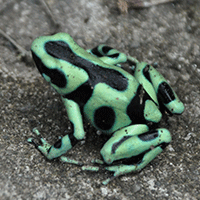 Tree_frog_Costa_Rica