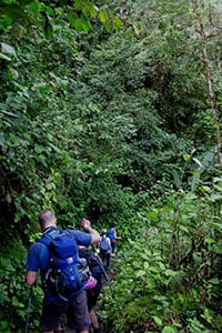 Trekking_rainforest_track