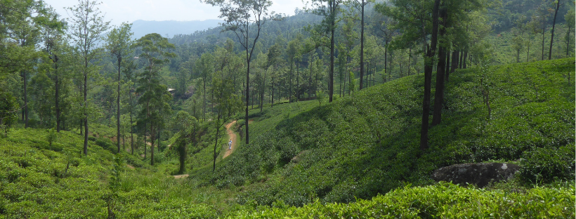 sri lankan landscape