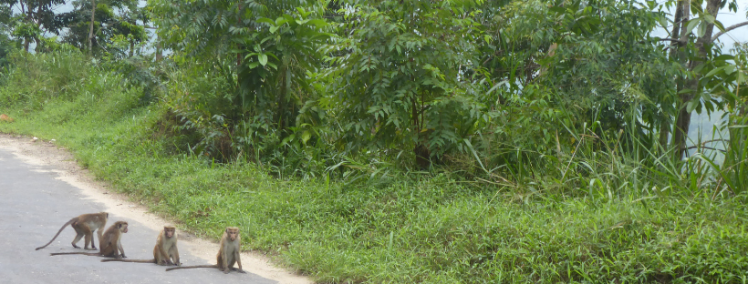 sri lanka wildlife