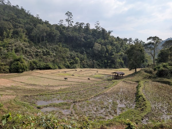 Growing rice on outskirts of village